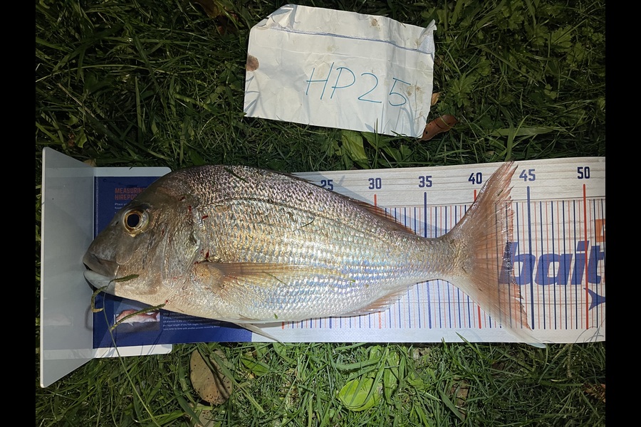 Martin Lee caught this 43.0cm Snapper at Auckland during The Export NZ Fishing Competition