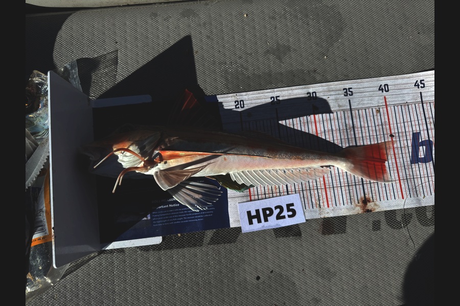 Beau Danks caught this 38.5cm Gurnard at Hawkes Bay during The Export NZ Fishing Competition