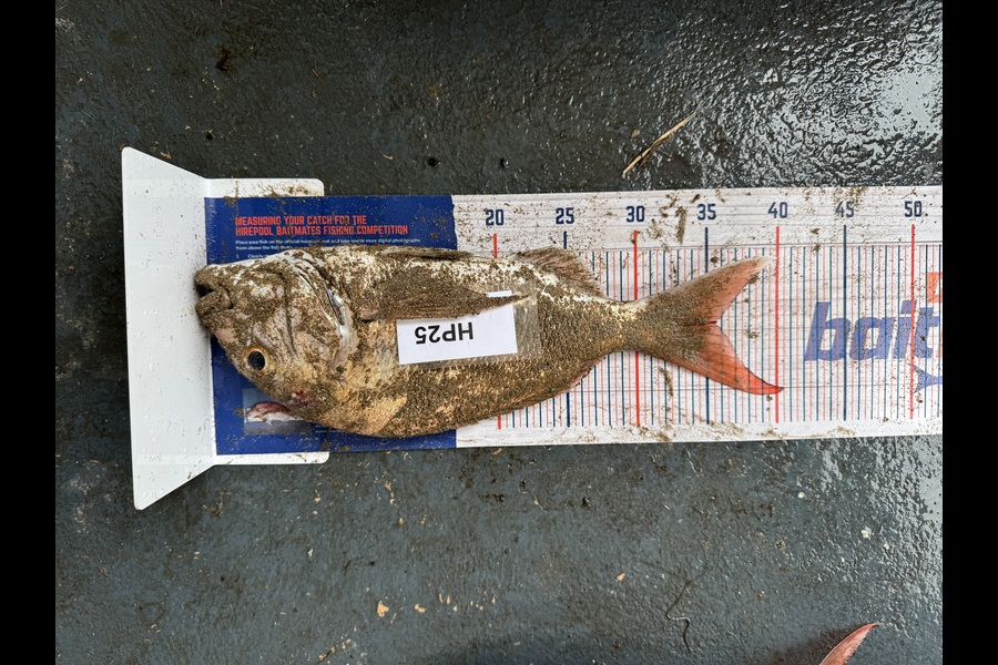 Dion Oleary caught this 35.5cm Snapper at Coromandel during The Export NZ Fishing Competition