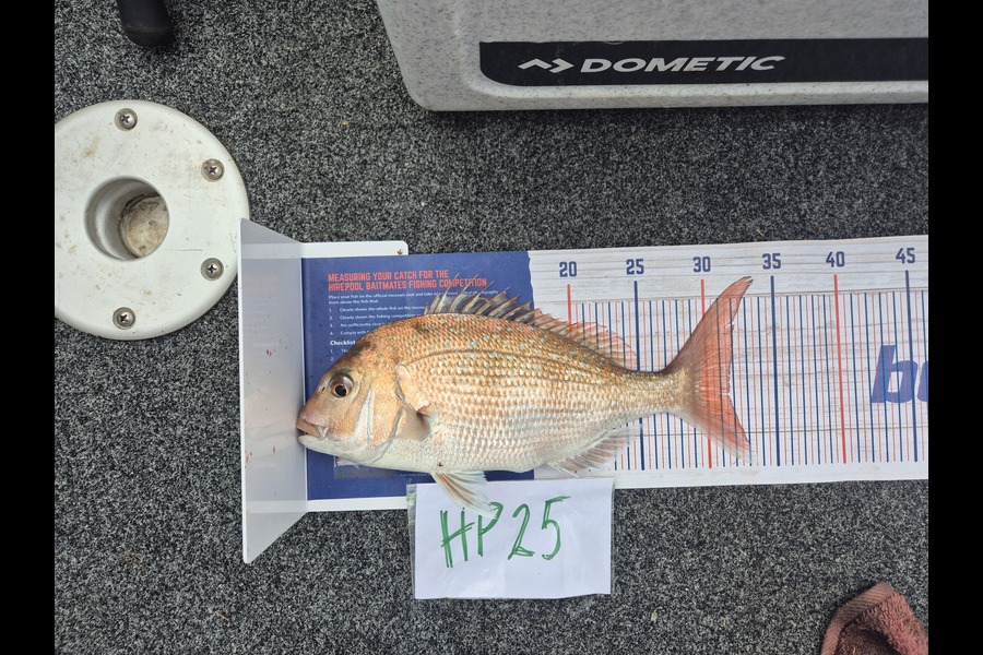 Steve Sowman caught this 31.5cm Snapper at Nelson/Marlborough during The Export NZ Fishing Competition