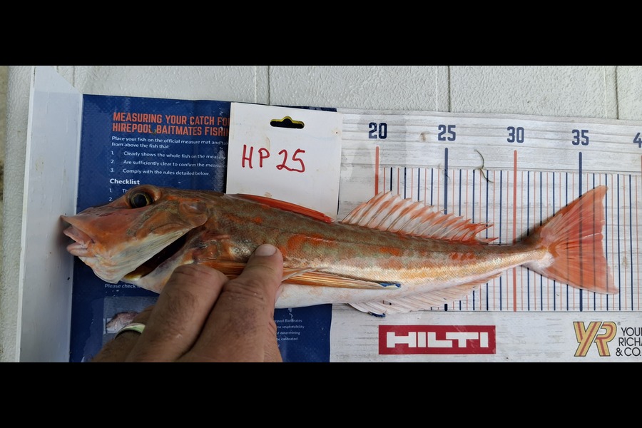 Jason  Rayner  caught this 36.0cm Gurnard at Nelson/Marlborough during The Export NZ Fishing Competition