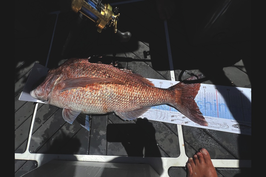 Richard Charles caught this 80.0cm Snapper at Coromandel during The Export NZ Fishing Competition
