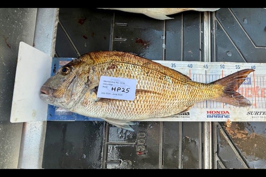 Gary Allan caught this 53.5cm Snapper at Wellington during The Export NZ Fishing Competition