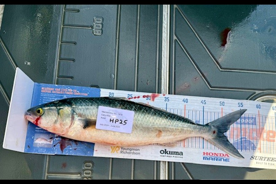Gary Allan caught this 50cm Kahawai at Wellington during The Export NZ Fishing Competition