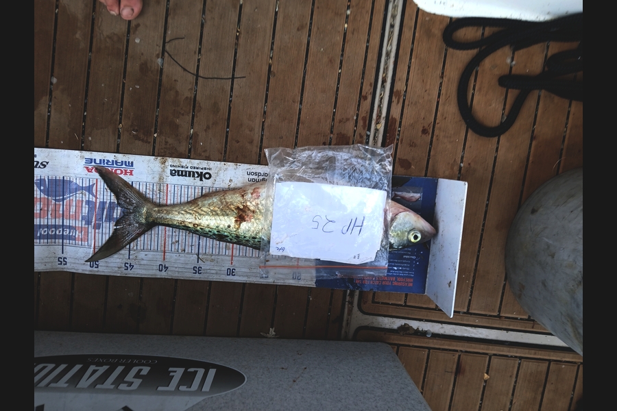 George Karl caught this 45cm Kahawai at Waikato during The Export NZ Fishing Competition