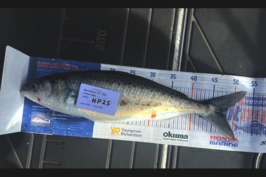 Corbyn Allan caught this 47cm Kahawai at Wellington during The Export NZ Fishing Competition