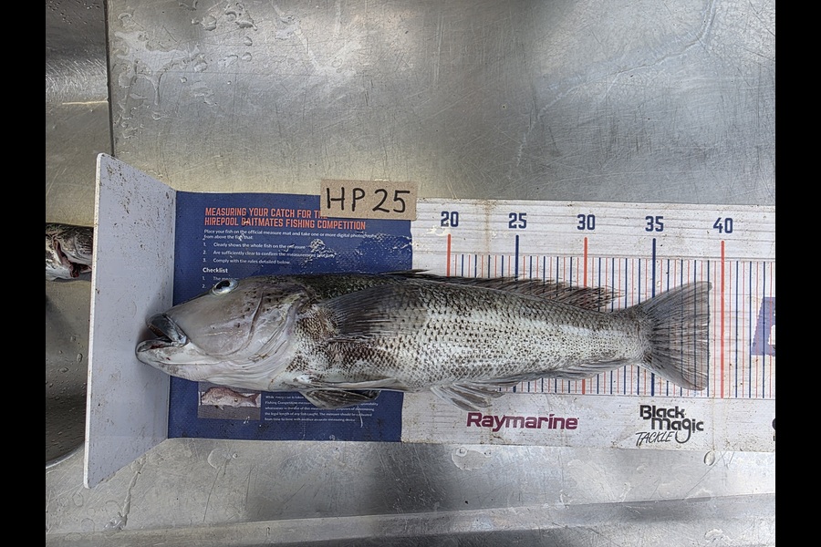 David  Douglas  caught this 39.0cm Blue Cod at Wellington during The Export NZ Fishing Competition