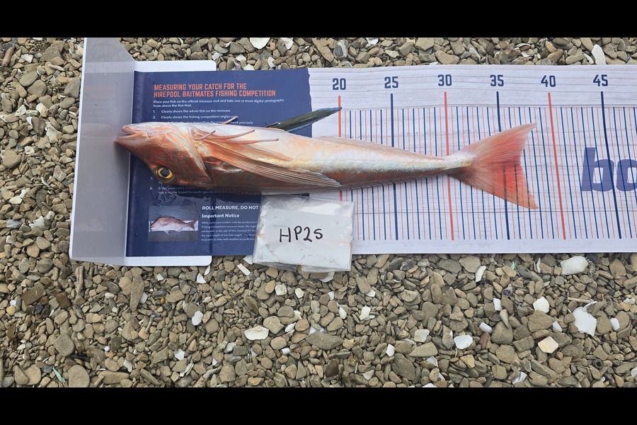 Matt Stewart caught this 36.5cm Gurnard at Nelson/Marlborough during The Export NZ Fishing Competition