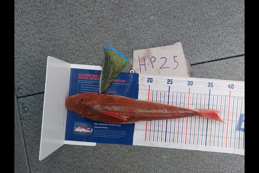 Andrew Wooster caught this 37.0cm Gurnard at Wellington during The Export NZ Fishing Competition