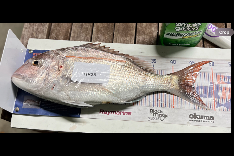 Chaz George caught this 45.0cm Snapper at Wairarapa
 during The Export NZ Fishing Competition