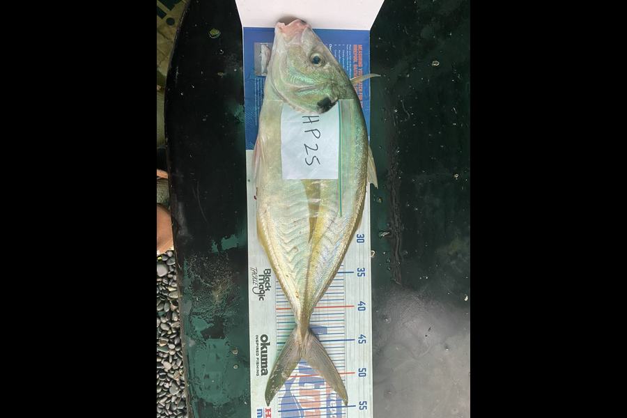 Tony Flay caught this 47.0cm Trevally at Northland during The Export NZ Fishing Competition
