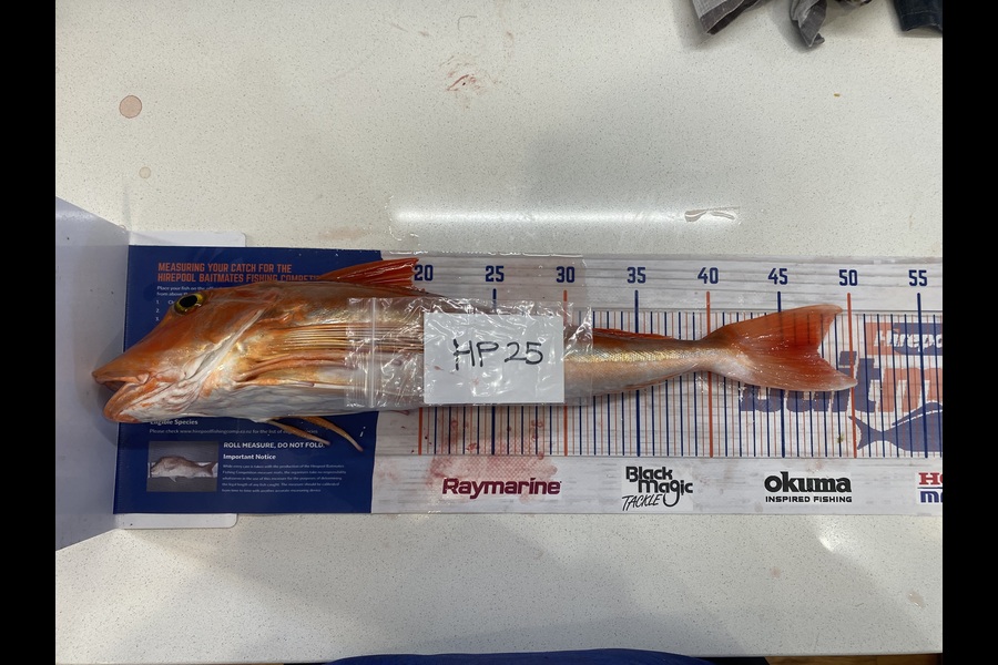 Rodney Owen caught this 47.5cm Gurnard at Wellington during The Export NZ Fishing Competition