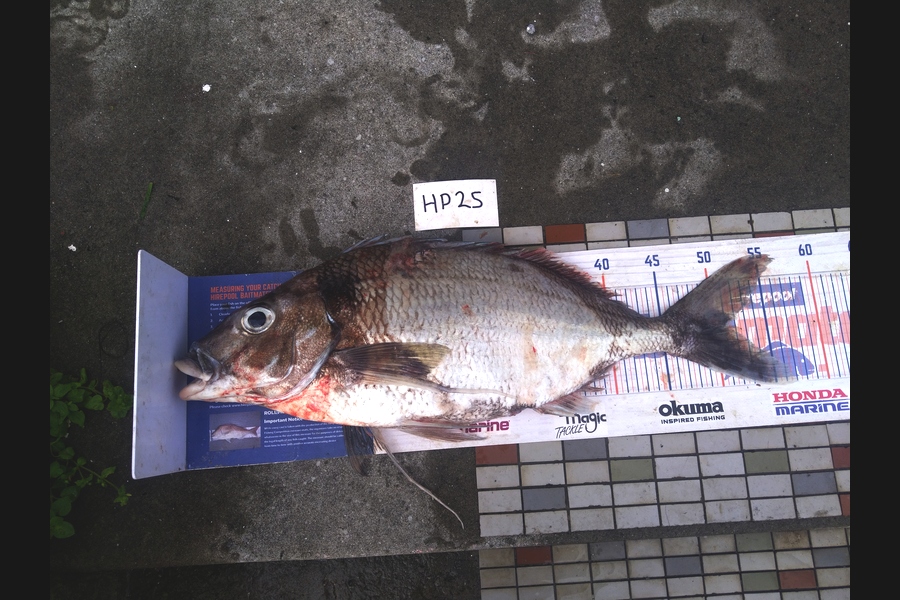 Steve  Brown  caught this 51cm Tarakihi at Wellington during The Export NZ Fishing Competition