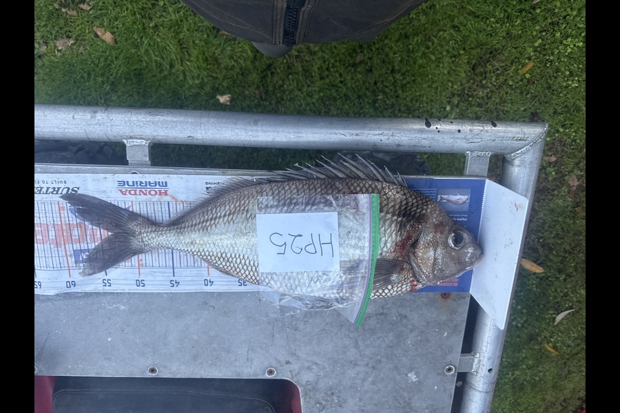 Mike Kapua caught this 53cm Tarakihi at Wellington during The Export NZ Fishing Competition