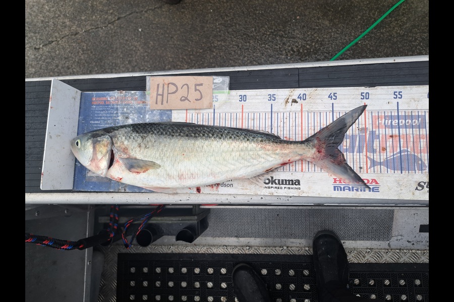 Harry Kovacs caught this 45.5cm Kahawai at Wellington during The Export NZ Fishing Competition