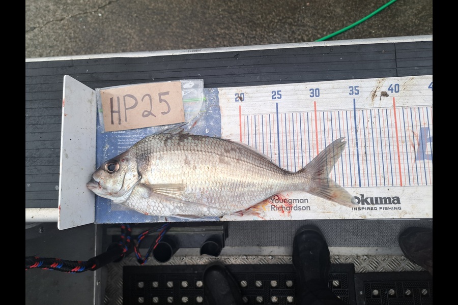 Harry Kovacs caught this 31.0cm Tarakihi at Wellington during The Export NZ Fishing Competition