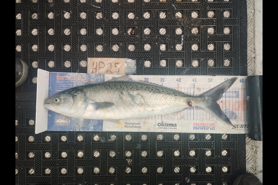 Duncan Pringle caught this 52.0cm Kahawai at Wellington during The Export NZ Fishing Competition
