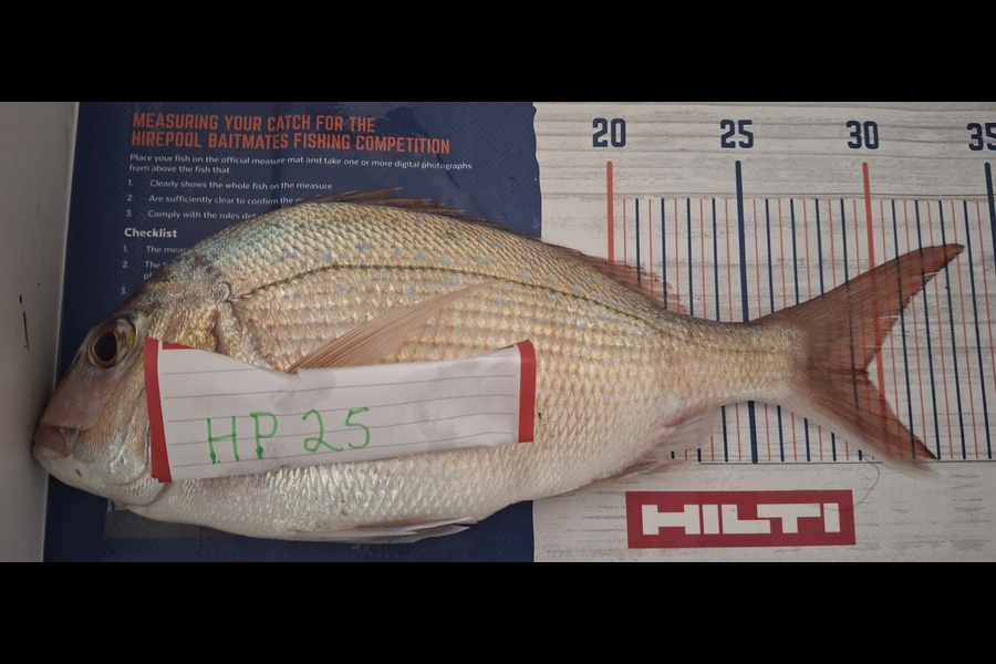 Jason  Rayner  caught this 29.5cm Snapper at Nelson/Marlborough during The Export NZ Fishing Competition