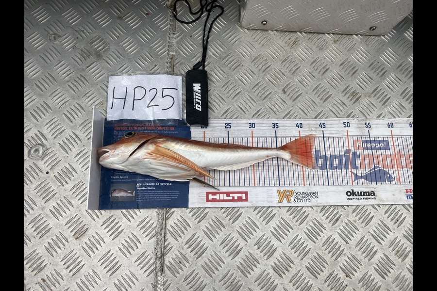 Christian Wirepa caught this 42.0cm Gurnard at Nelson/Marlborough during The Export NZ Fishing Competition