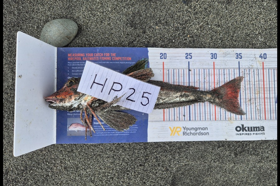 Joshua Gordon caught this 34.5cm Gurnard at West Coast during The Export NZ Fishing Competition