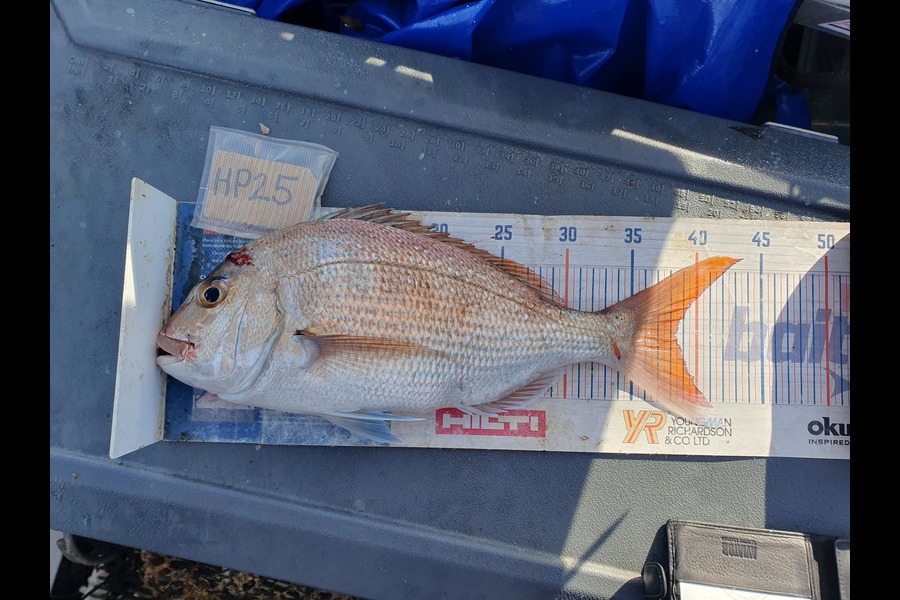 Dan Musson caught this 38cm Snapper at Wellington during The Export NZ Fishing Competition