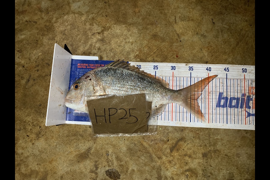 Rosie Phillips caught this 36.5cm Snapper at Northland during The Export NZ Fishing Competition