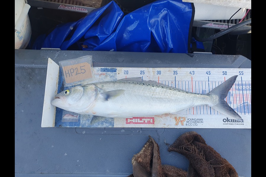 Dan Musson caught this 49.0cm Kahawai at Wellington during The Export NZ Fishing Competition