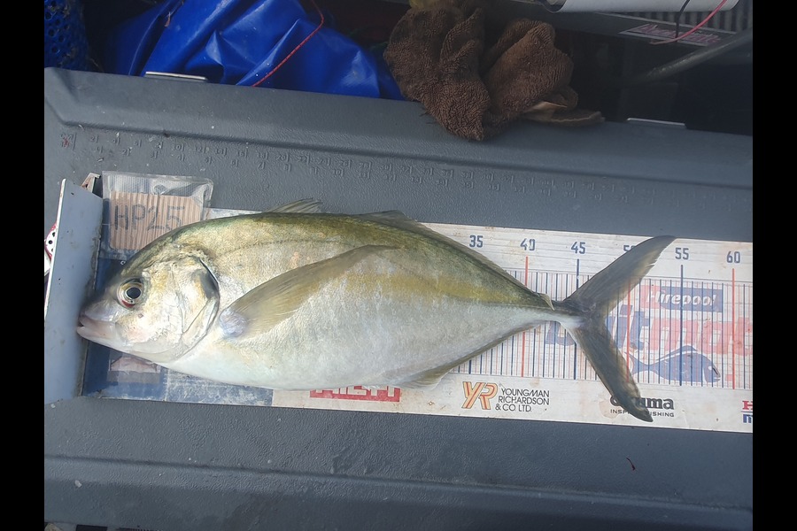 Dan Musson caught this 47.5cm Trevally at Wellington during The Export NZ Fishing Competition