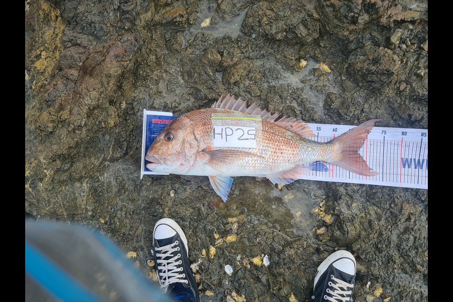 Hone Heke caught this 67cm Snapper at Northland during The Export NZ Fishing Competition