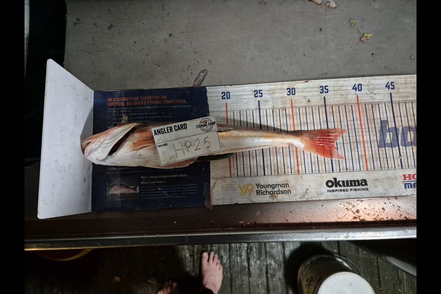 Jordan Boyd caught this 35.5cm Gurnard at Wellington during The Export NZ Fishing Competition