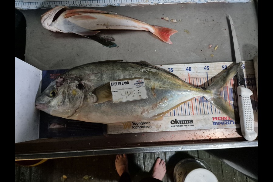 Jordan Boyd caught this 47.5cm Trevally at Wellington during The Export NZ Fishing Competition