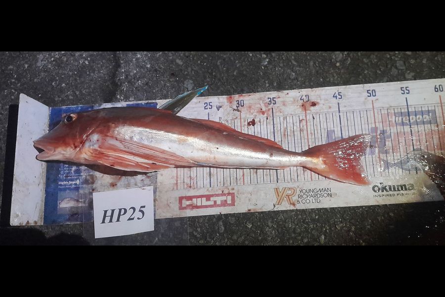 Leigh Page caught this 47.0cm Gurnard at Wellington during The Export NZ Fishing Competition