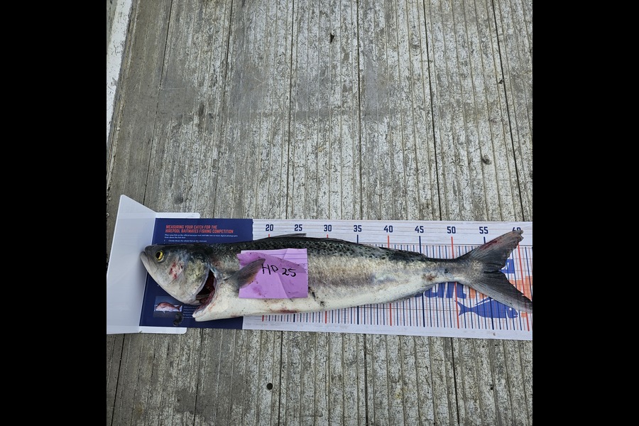 Reece Rowe caught this 55cm Kahawai at Taranaki during The Export NZ Fishing Competition