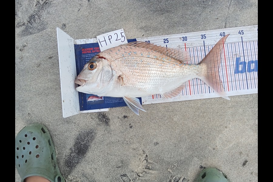 Phill Saunders caught this 38.0cm Snapper at Coromandel during The Export NZ Fishing Competition