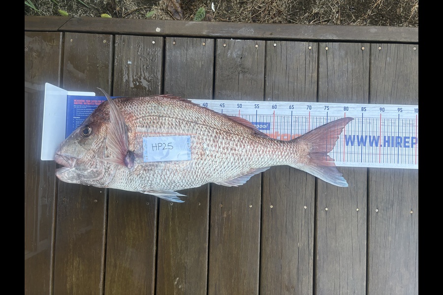 Percy  Cooper caught this 75.0cm Snapper at Northland during The Export NZ Fishing Competition