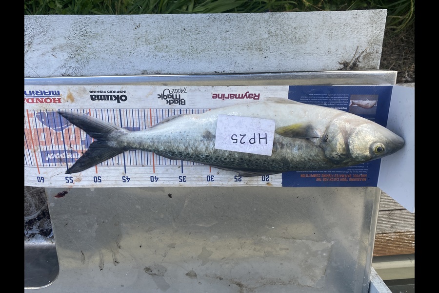Andrew Russell caught this 49cm Kahawai at Manawatu during The Export NZ Fishing Competition
