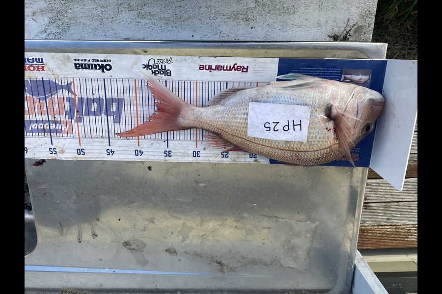Andrew Russell caught this 36.5cm Snapper at Manawatu during The Export NZ Fishing Competition