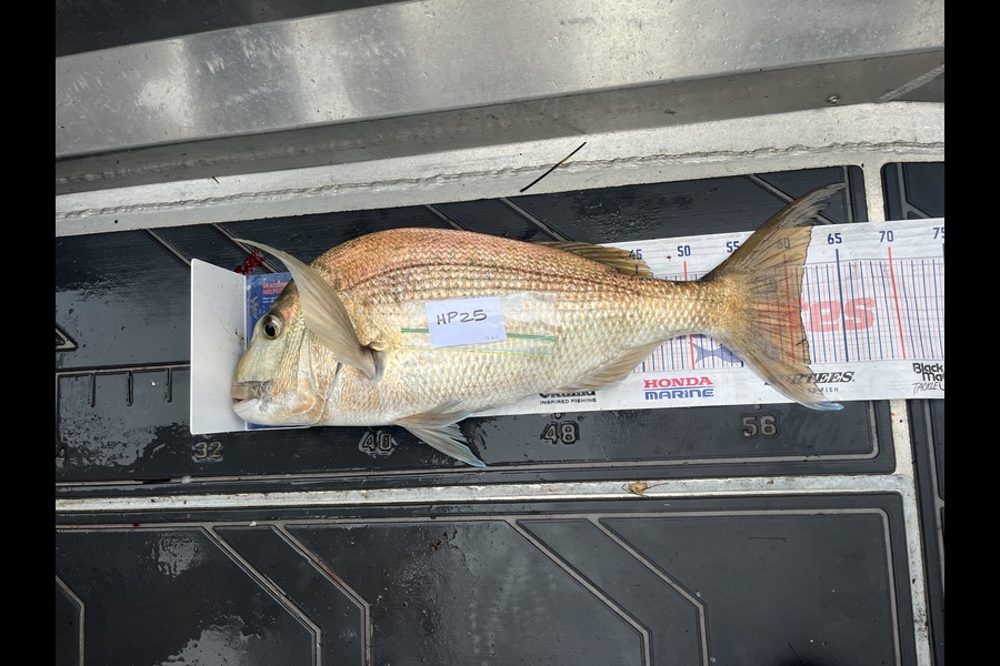 Jamie  White caught this 61.0cm Snapper at Northland during The Export NZ Fishing Competition