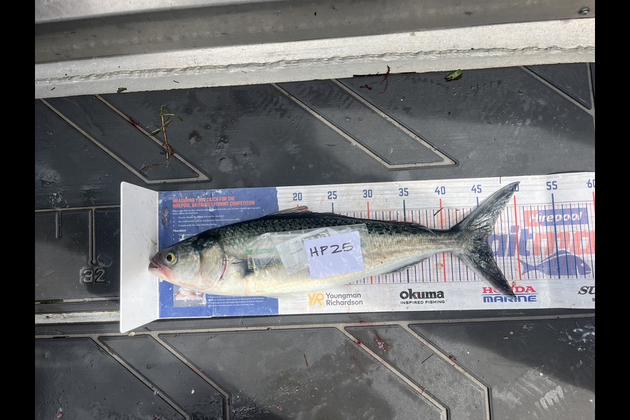 Candy Cunis caught this 46.0cm Kahawai at Northland during The Export NZ Fishing Competition
