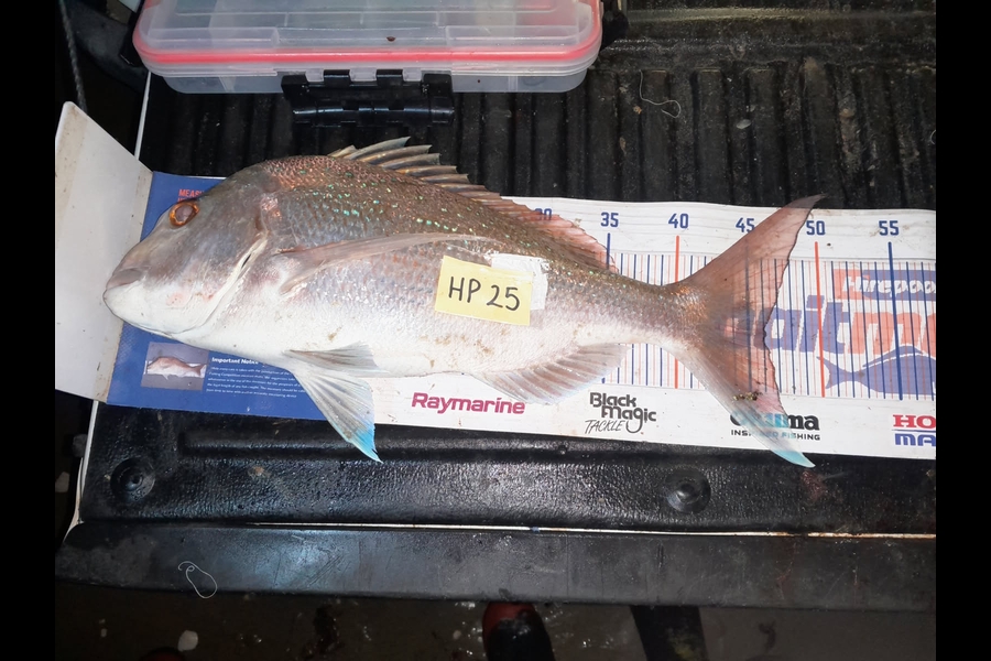 Bill Vincent caught this 46.0cm Snapper at Northland during The Export NZ Fishing Competition