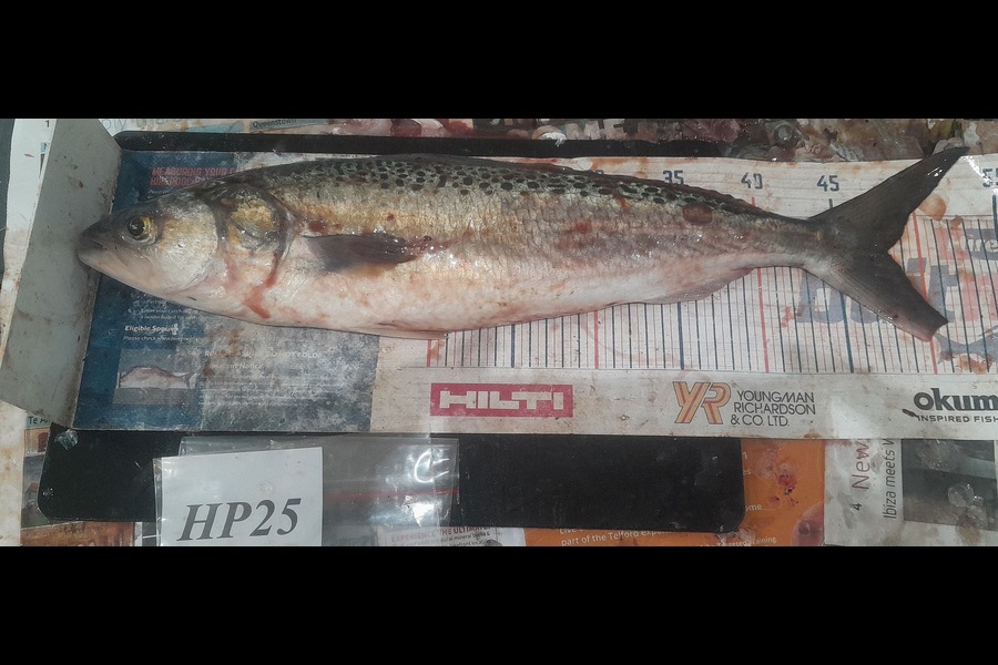Jamie-Lee Page caught this 48.0cm Kahawai at Wellington during The Export NZ Fishing Competition