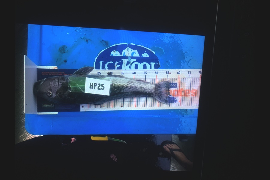 Sara Rutch caught this 55.5cm Blue Cod at Southland during The Export NZ Fishing Competition