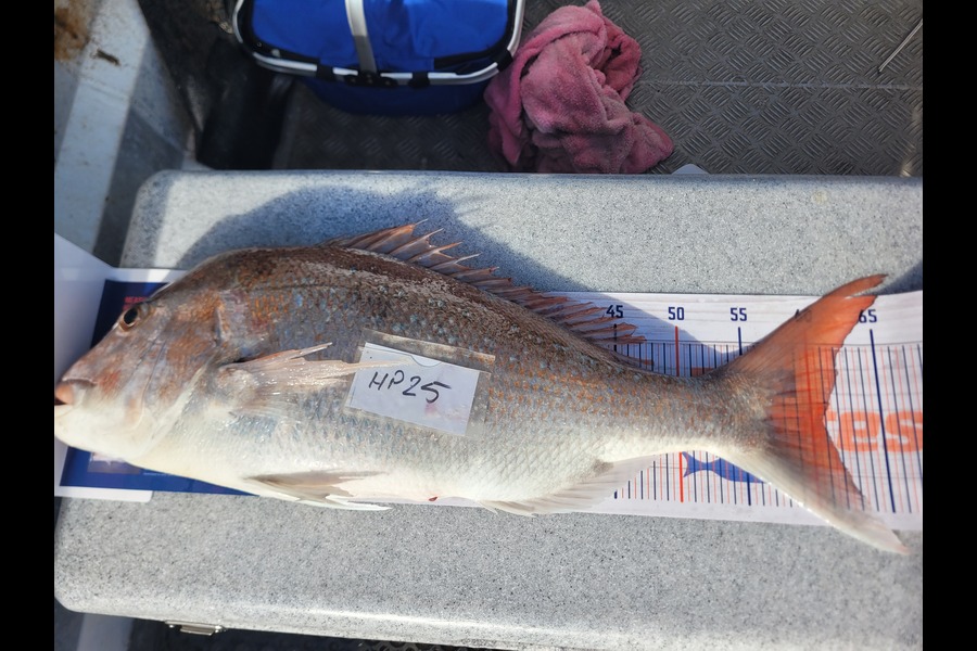 Daniel Hovenden caught this 60.5cm Snapper at Nelson/Marlborough during The Export NZ Fishing Competition