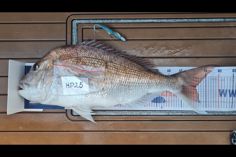 Brian Snooks caught this 70.5cm Snapper at Northland during The Export NZ Fishing Competition