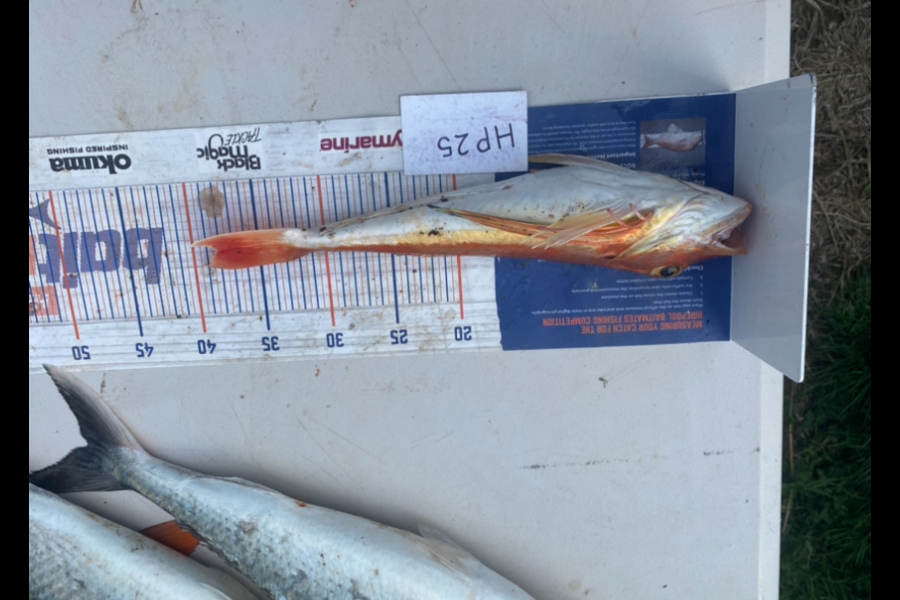 Andrew Russell caught this 38.0cm Gurnard at Manawatu during The Export NZ Fishing Competition