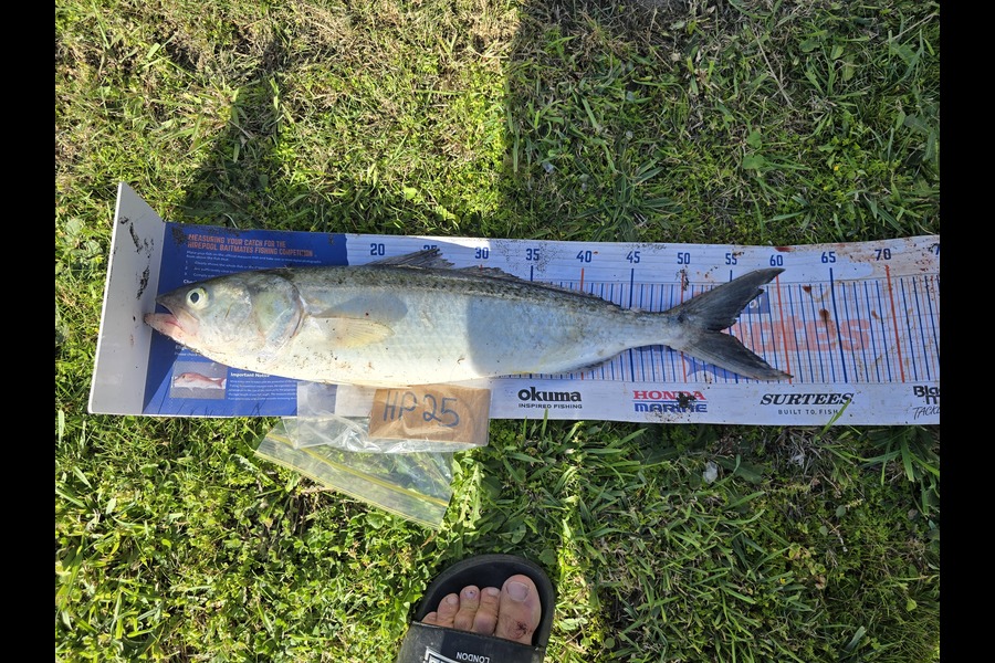 Karl Ewing caught this 54.0cm Kahawai at Wairarapa
 during The Export NZ Fishing Competition