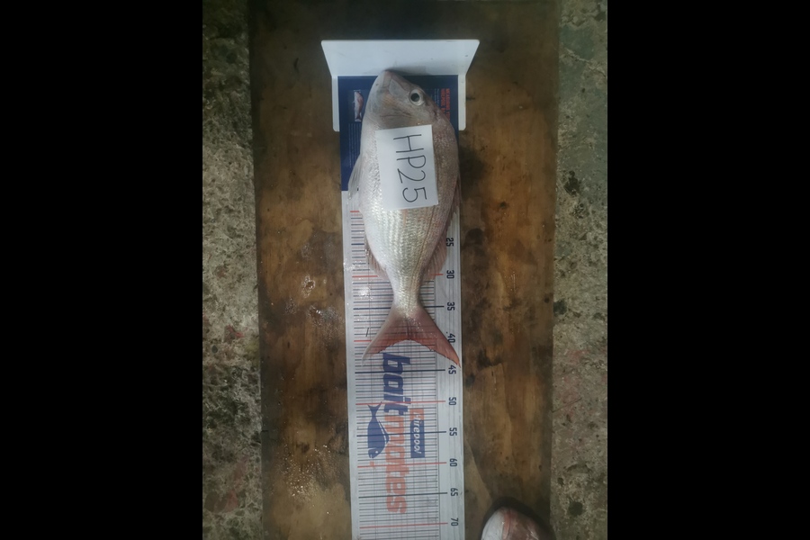 Darrien Johns caught this 40.0cm Snapper at Auckland during The Export NZ Fishing Competition