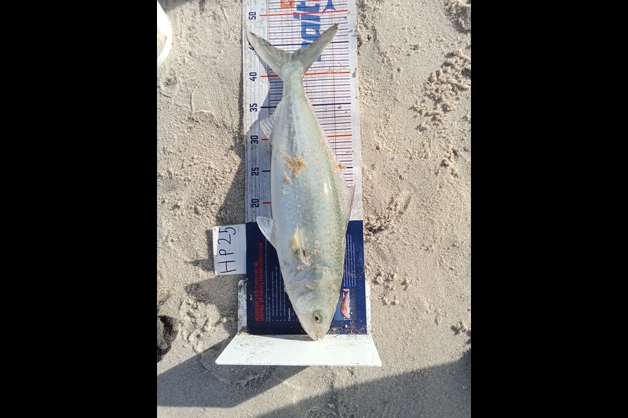 Phill Saunders caught this 43.5cm Kahawai at Coromandel during The Export NZ Fishing Competition