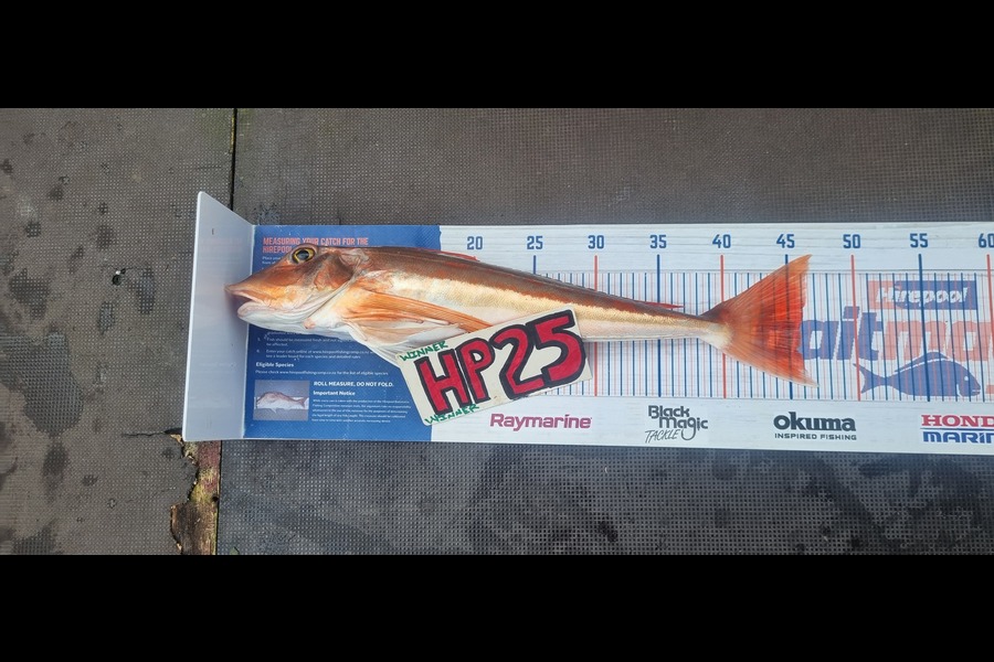 Greg Russell caught this 45.5cm Gurnard at Waikato during The Export NZ Fishing Competition