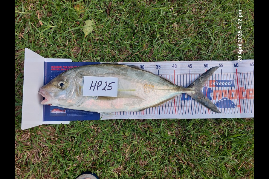 Peter Corston caught this 48cm Trevally at Northland during The Export NZ Fishing Competition
